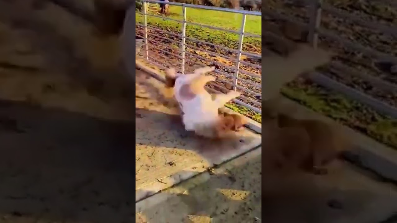 PONY FALLING #shorts