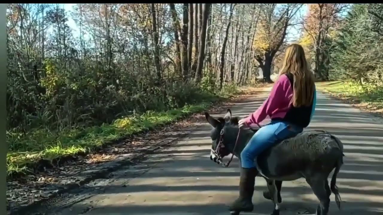 Ponylover