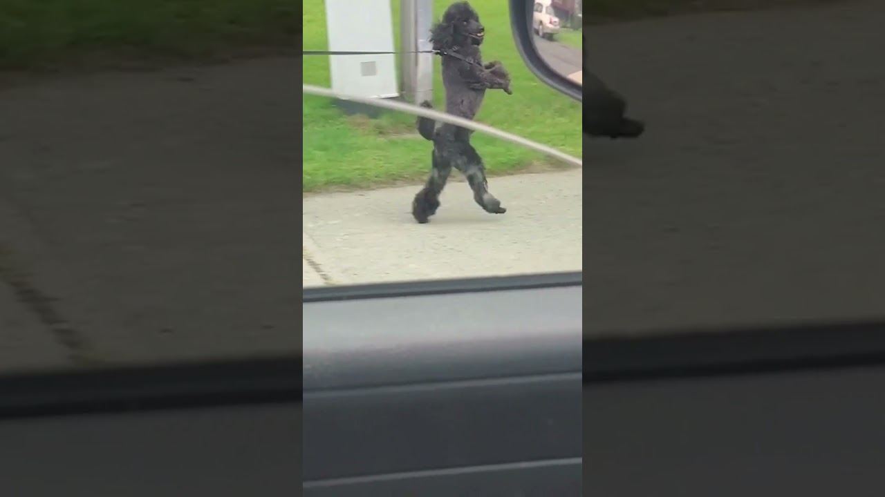 Poodle Walks Like A Human