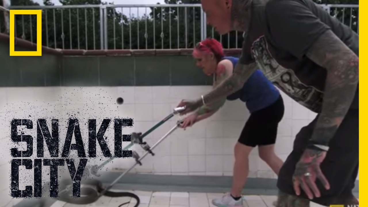 Poolside Mamba | Snake City