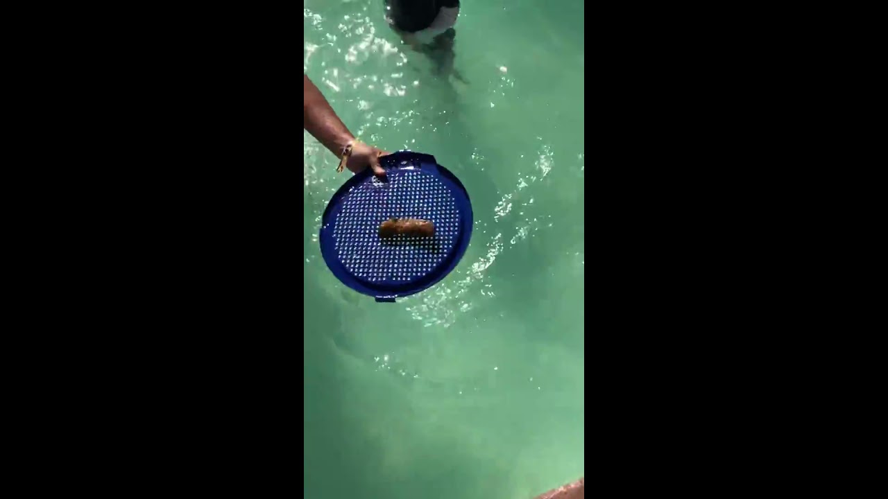 POOP IN THE POOL *NEW*