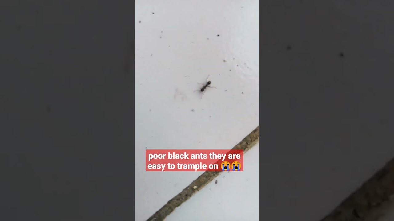 poor black ants they are easy to trample on 😭