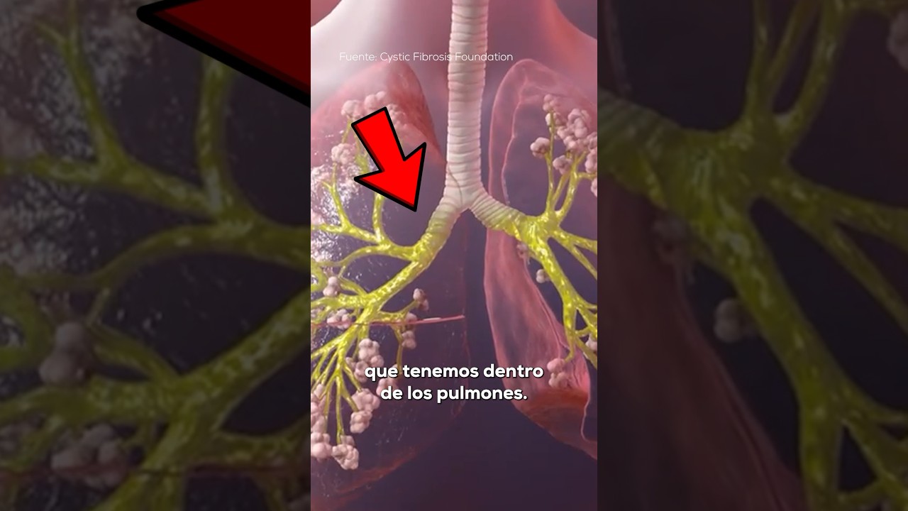¿Por qué tenemos MOCO en los PULMONES? 🫁🤧💧