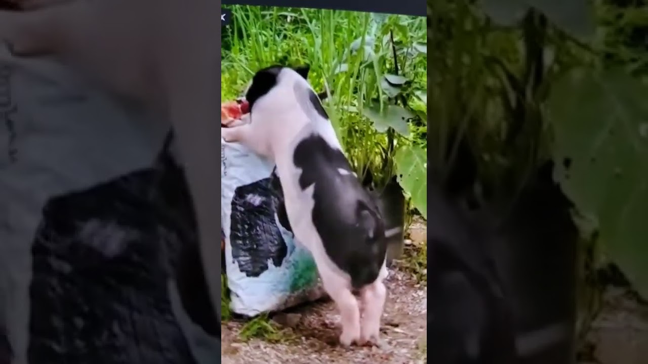 Porquinho dançarina🐖