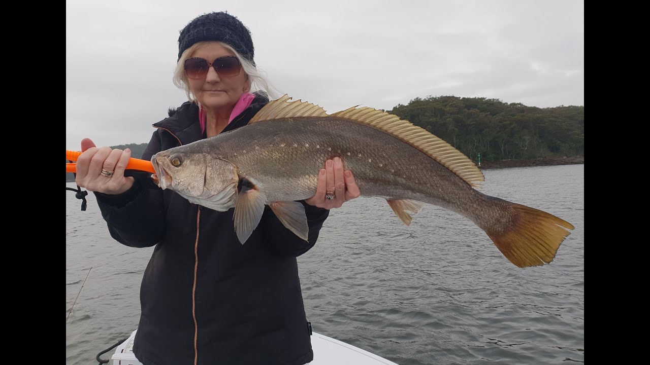 PORT STEPHENS MULLOWAY ON VIBE