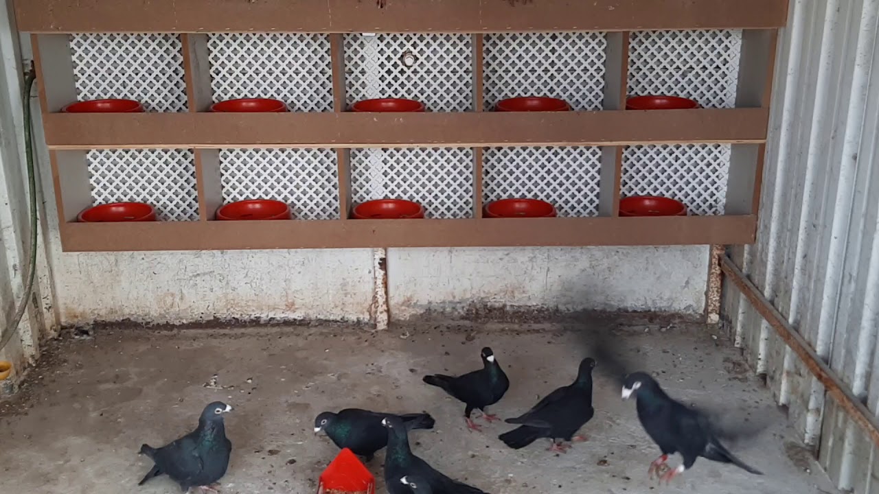 Posta Güvercin Kümesi ( arap )