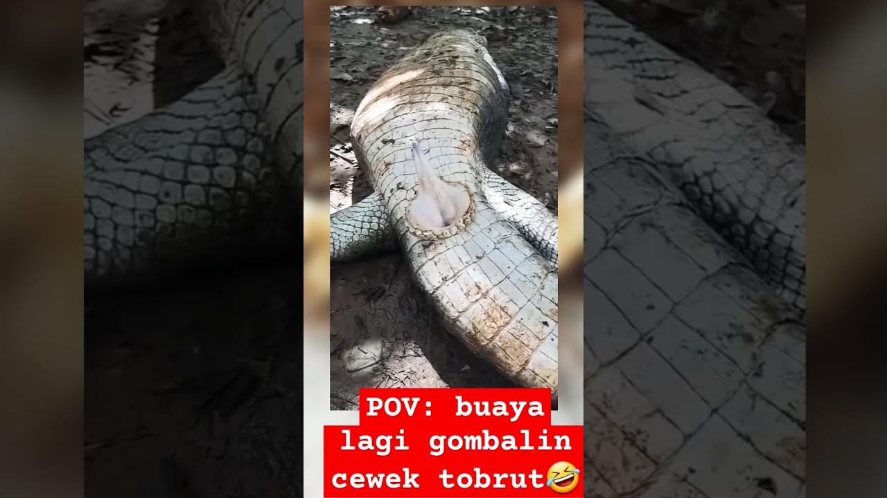 POV: momen buaya pas gombalin cewek tobrut #tobrut #buaya