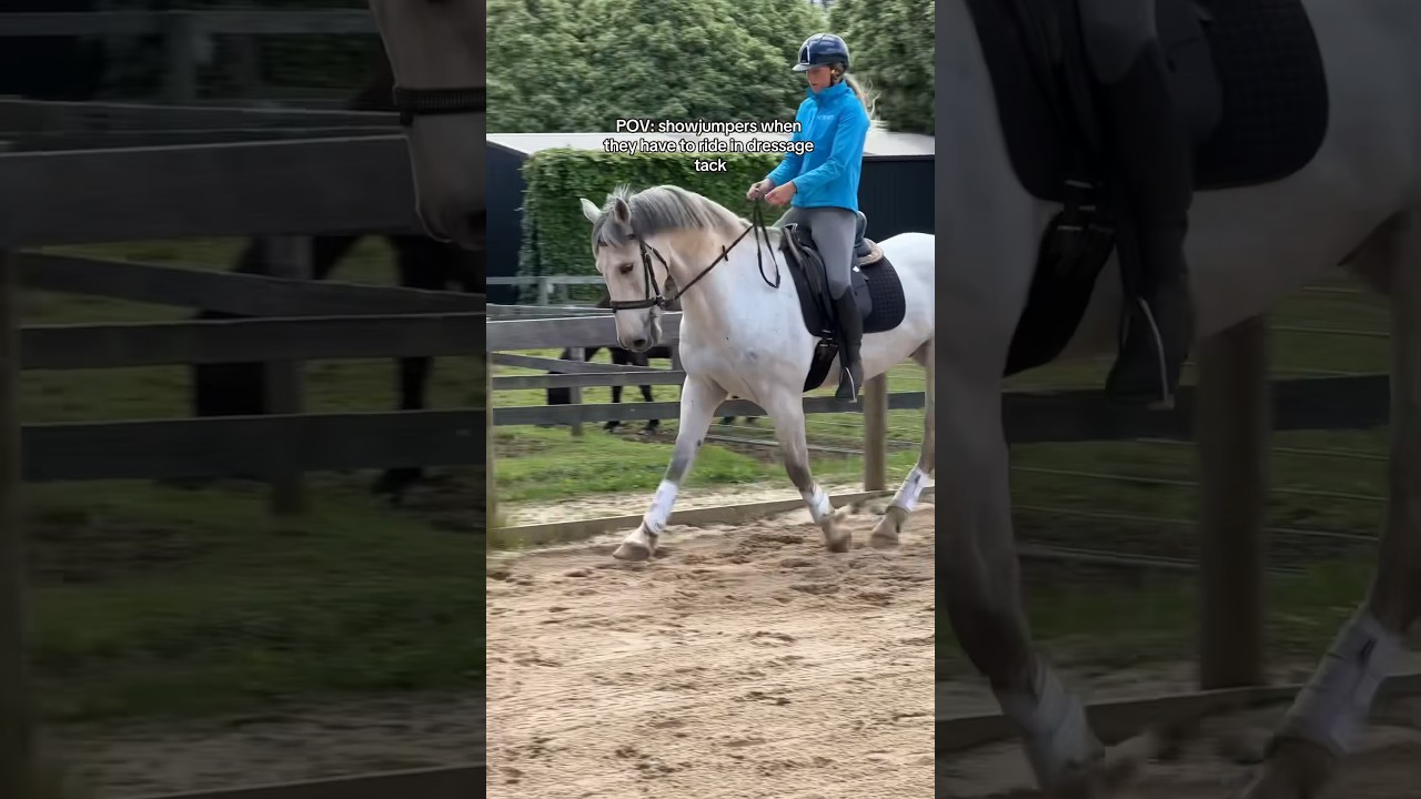 POV: showjumpers when they have to ride in dressage tack #horse #equestrianrider #equestrian