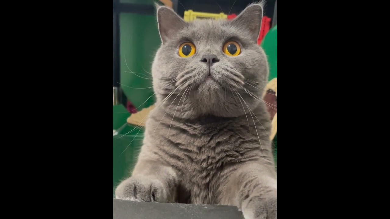 POV: Your Cat Is the Boss, and You’re the Employee #saka #cat #kucing