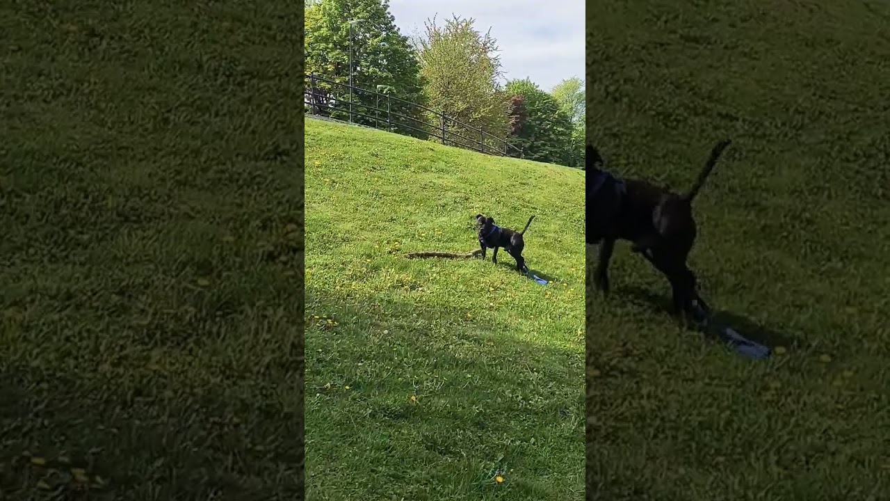 Power and Energy/ Staffordshire Bull Terrier