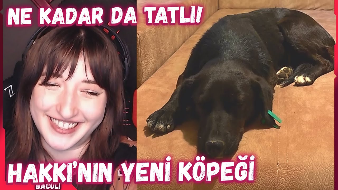 Pqueen - Hakkı'nın Sahiplendiği Yeni Köpeği Gösteriyor ve Hayvan Sahiplenme Hakkında Konuşuyor
