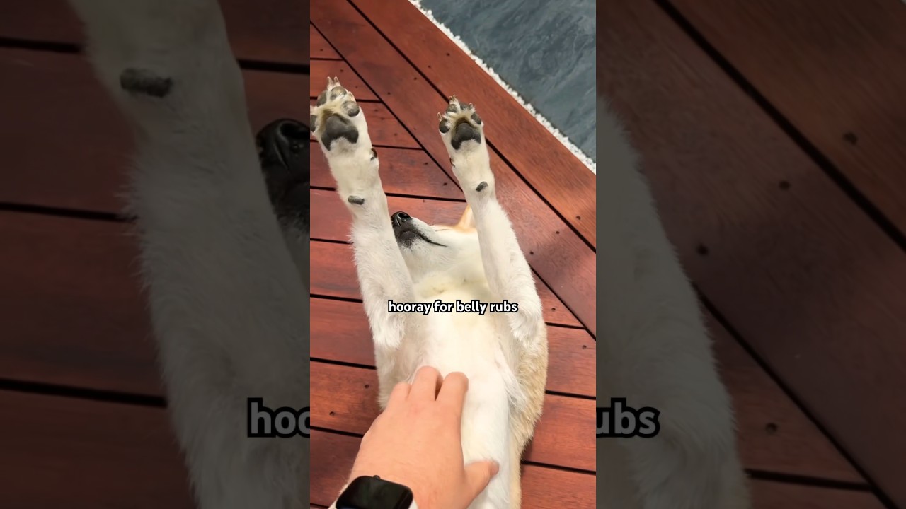 Praise the sun (with belly rubs) #cutenessoverload
