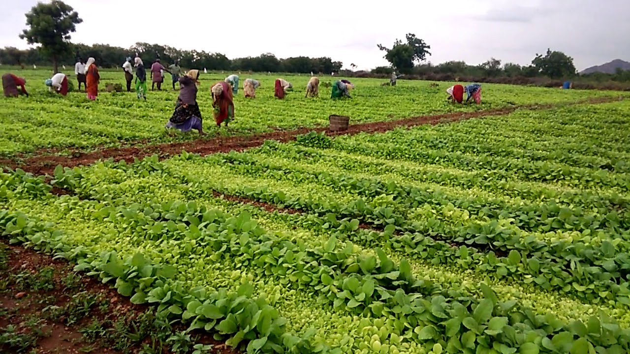 Prakasam (dt), kanigiri (md) ,kothuru (vi)