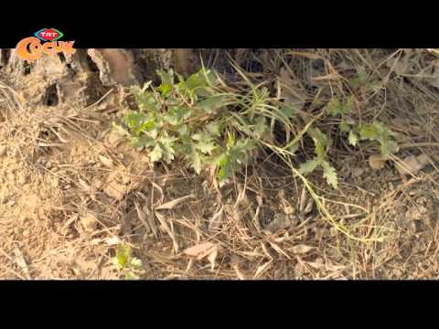 Pırdino - 4. Bölüm