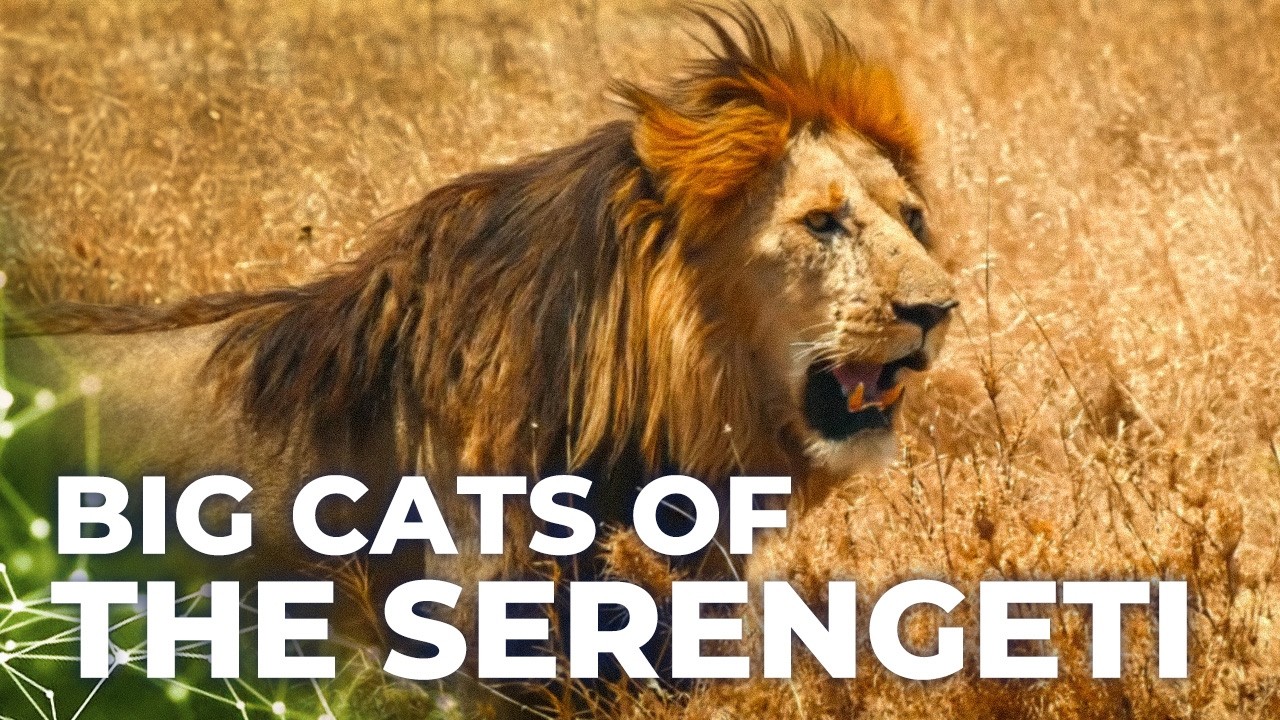 Predators in Peril | The Big Cats in the Savannah