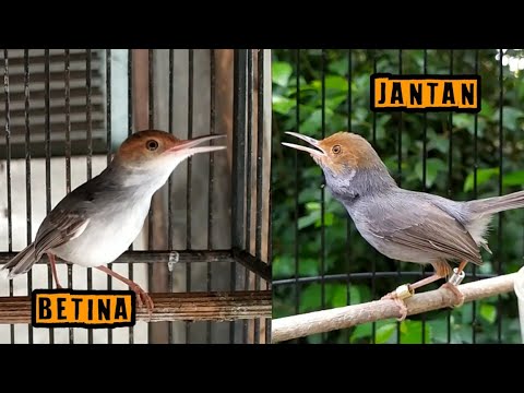 Prenjak betina VS Prenjak Jantan ‼️Ampuh Dongkrak Emosi Burung Macet Bunyi