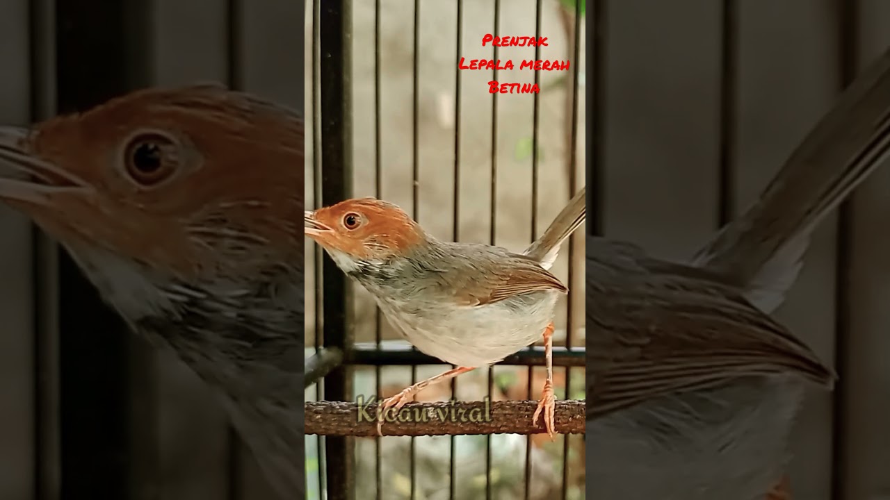 Prenjak Kepala merah betina gacor