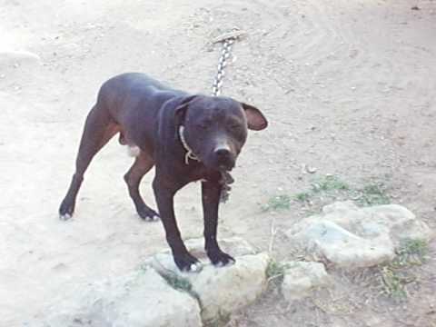 presente ao amigo perci sp kennel 6x blacker  e chinamen
