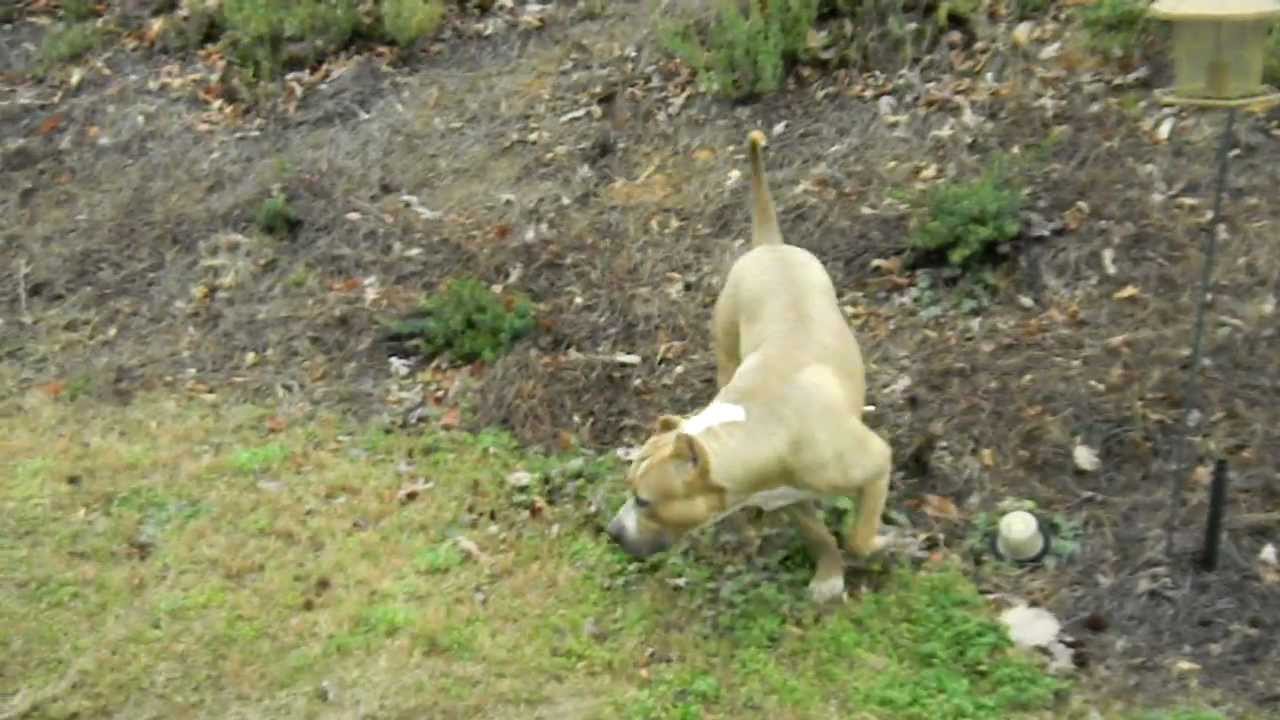 Prestige Pitbull kennel's Breeding S.P. THE GHOST X BELLA