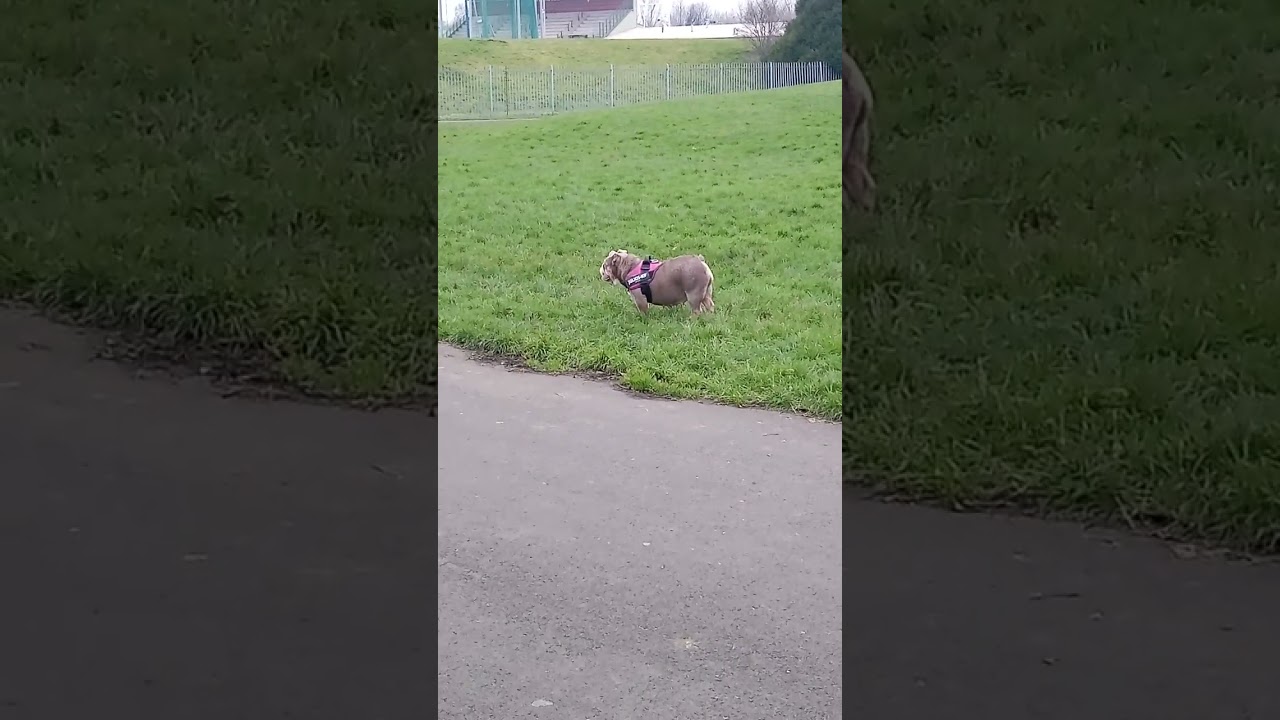 Pretty English Bulldog plays with dog in the park Black Staffie Staffordshire Bull Terrier - so cute