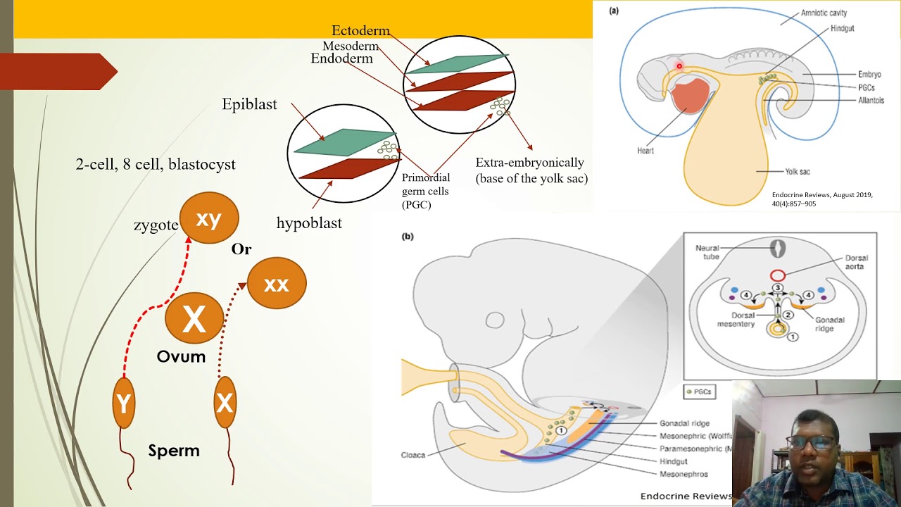 Primordial Germ Cells PGCs, Production And Migration