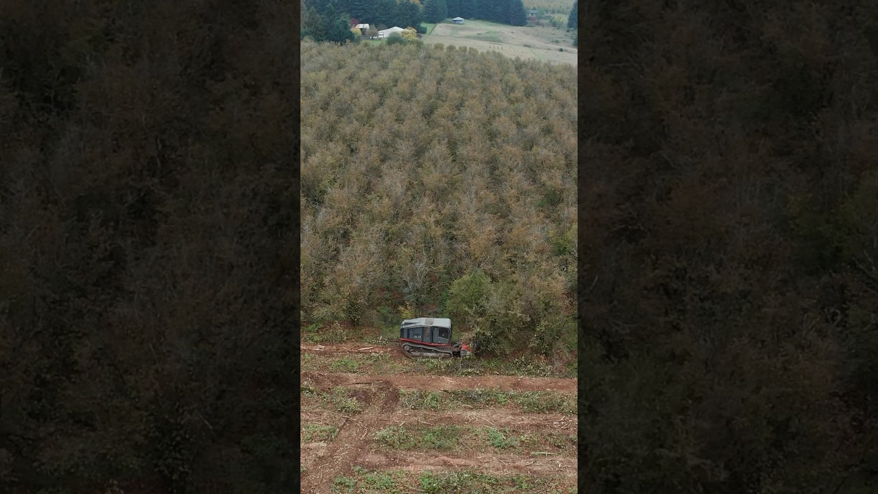 Prinoth Raptor 800 Mulching #machines #land #mulching #farm #farming #change #crops #hazelnut #pnw