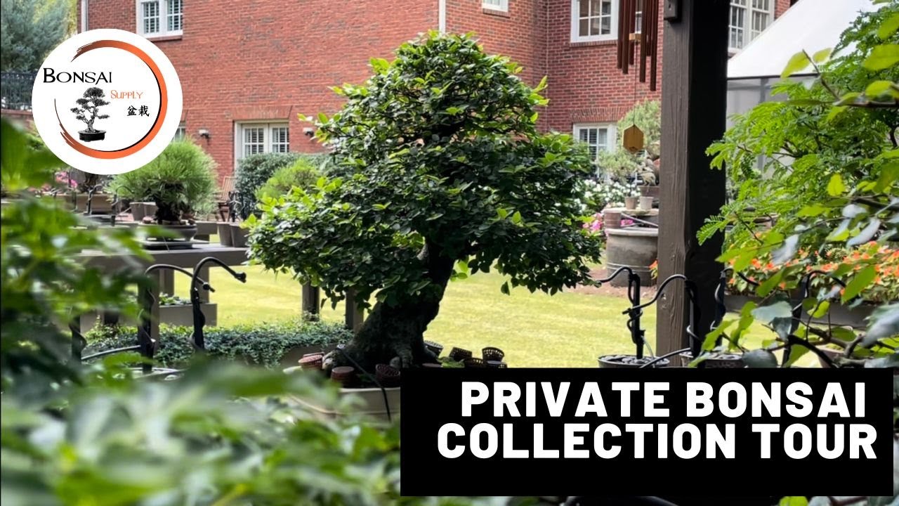 Private Bonsai Collection Tour | The Bonsai Supply