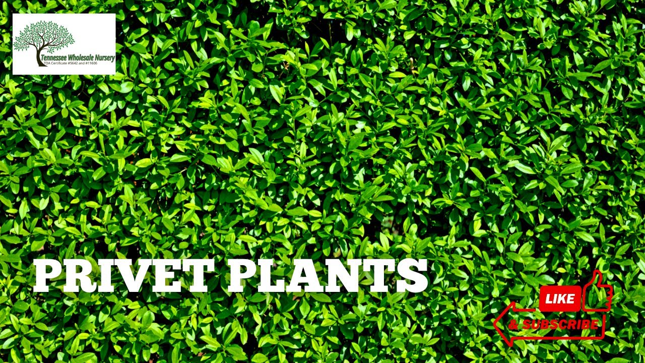 PRIVET PLANTS - TN NURSERY