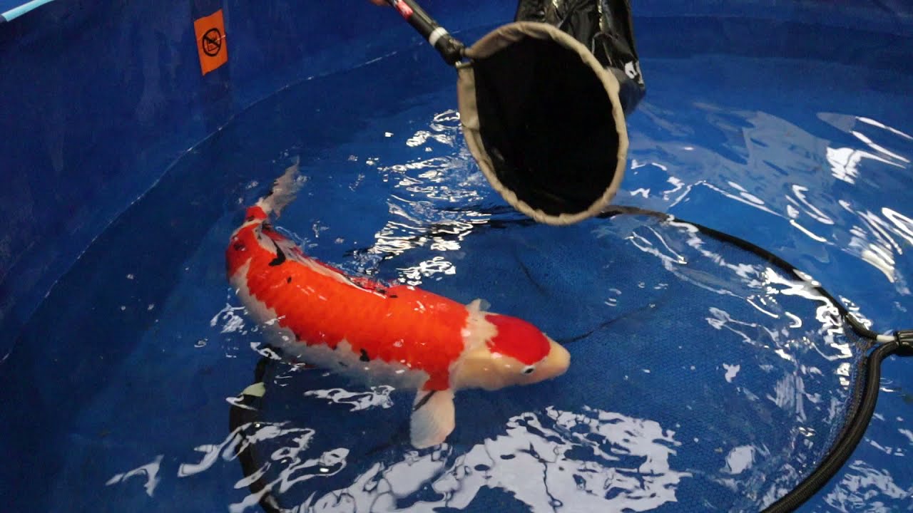 Prize winning 88cm Maruten Sanke debench | Belgium Koi Show
