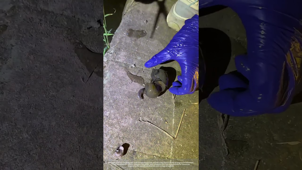 Process Of Catching Adult Apple Snails !