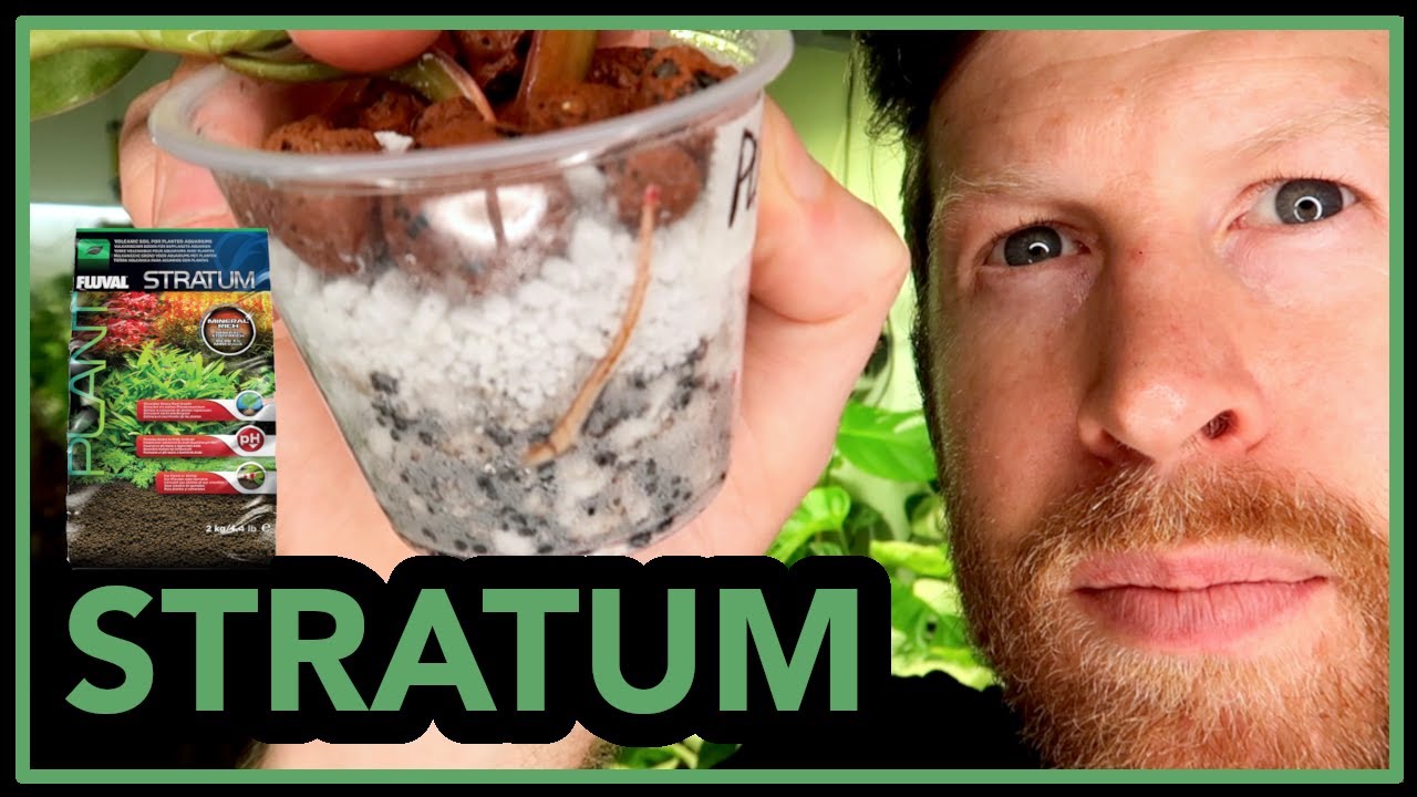 Propagating Aroids in Fluval STRATUM with RESULTS | Honest Review