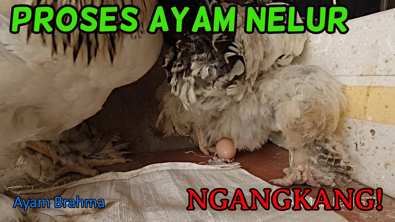 PROSES AYAM BERTELUR // MENARIK & UNIK.