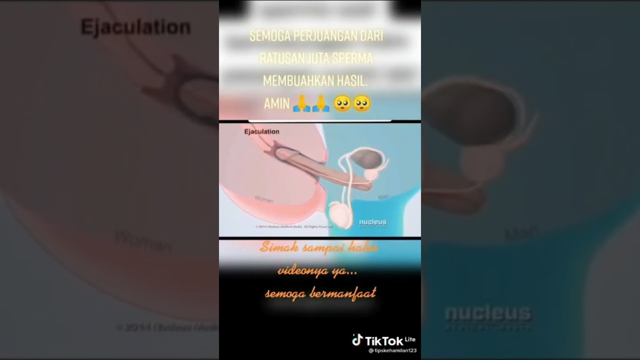 PROSES SPERMA MASUK KE DALAM VAGINA