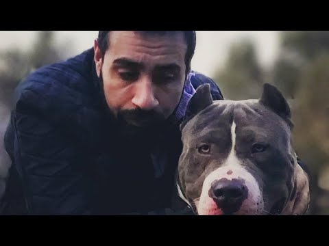PİTBULL ŞARKISI (YENİ) RAP HEVES DEĞİL YAŞAM TARZI !! AĞLATAN KLİP