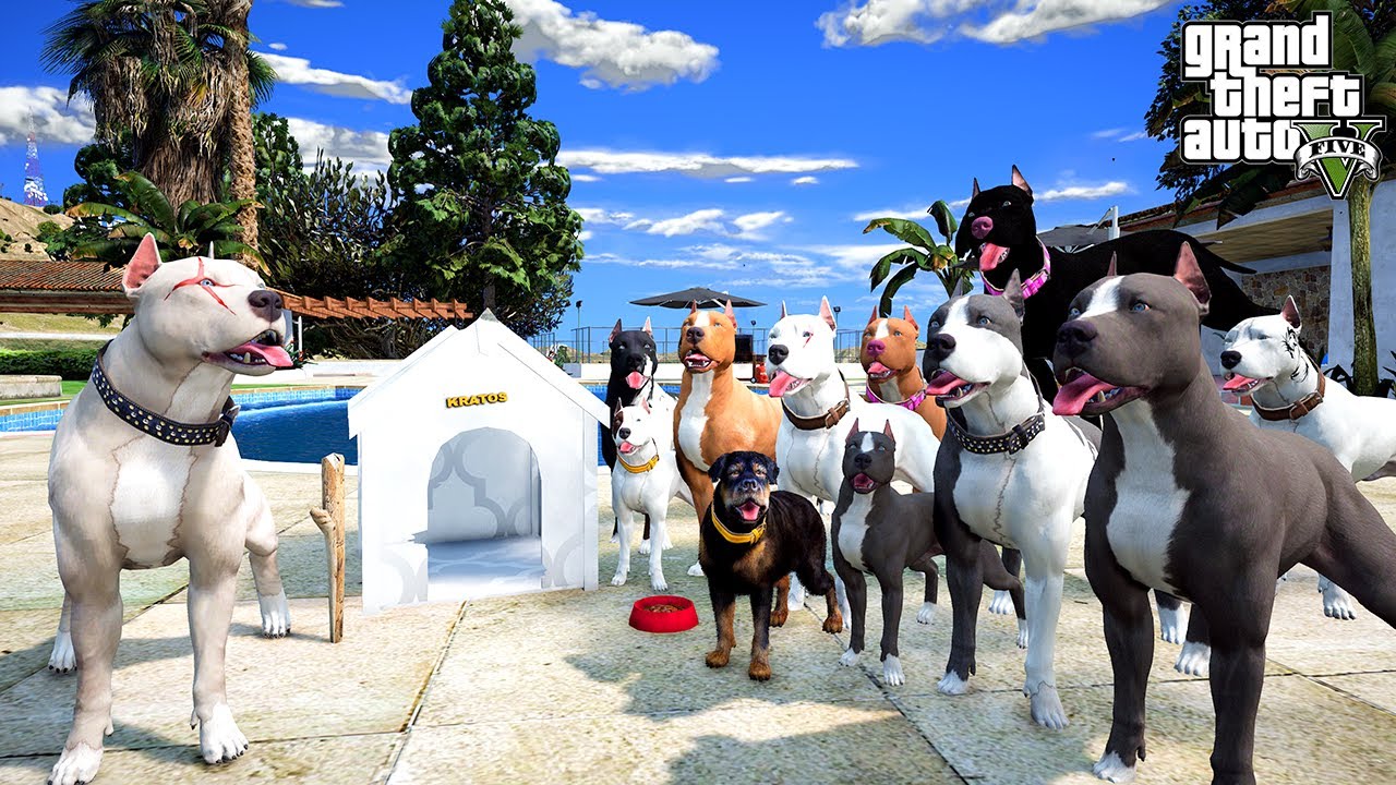 PİTBULL KRATOS AİLEMİZE KATILDI! AİLEMİZ ARTIK ÇOK GÜÇLÜ! - GTA 5 PİTBULL'UN HAYATI