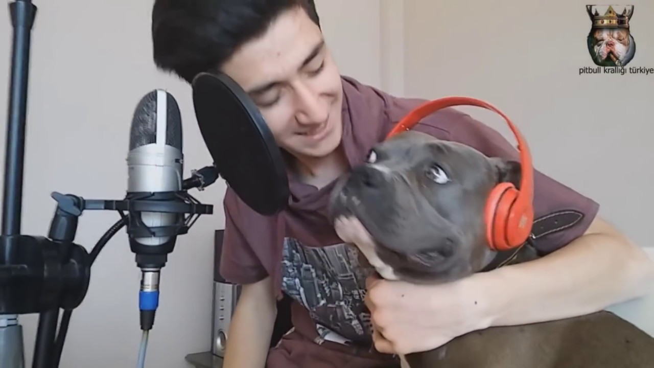 PİTBULL ÖZEL RAP ŞARKI'MIZ !!!