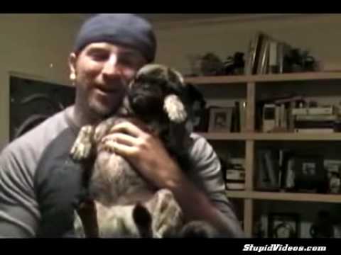 Pug Pees On Owners Face