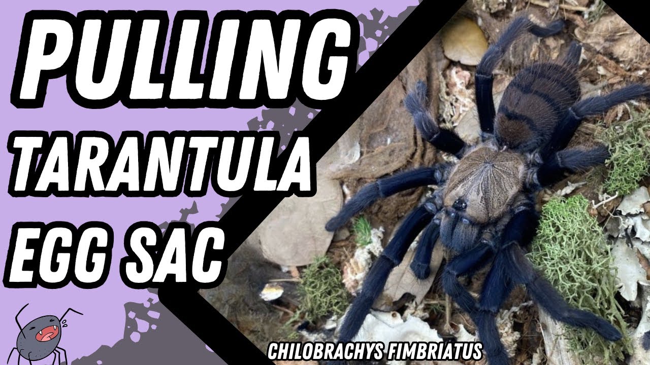 Pulling An Indian Violet Tarantula Egg Sac (Chilobrachys Fimbriatus)