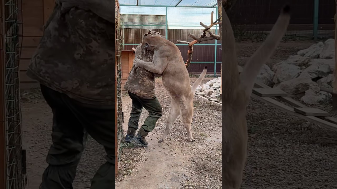 Puma Braige knocked Anton down for the first time!!!  #animals #braige #cat