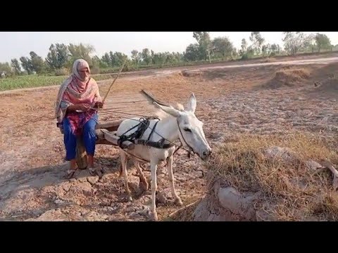 Punjabi woman donkey cart riding |pind ki life|punjab village life morning routine pind di sawari