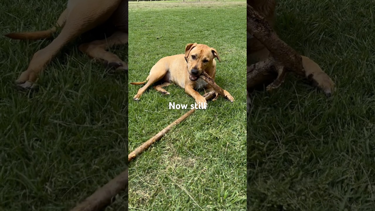 Puppy Back Then