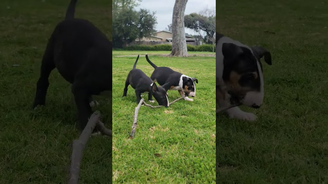 Puppy Bull terriers playing at the park play fighting and explore big stick
