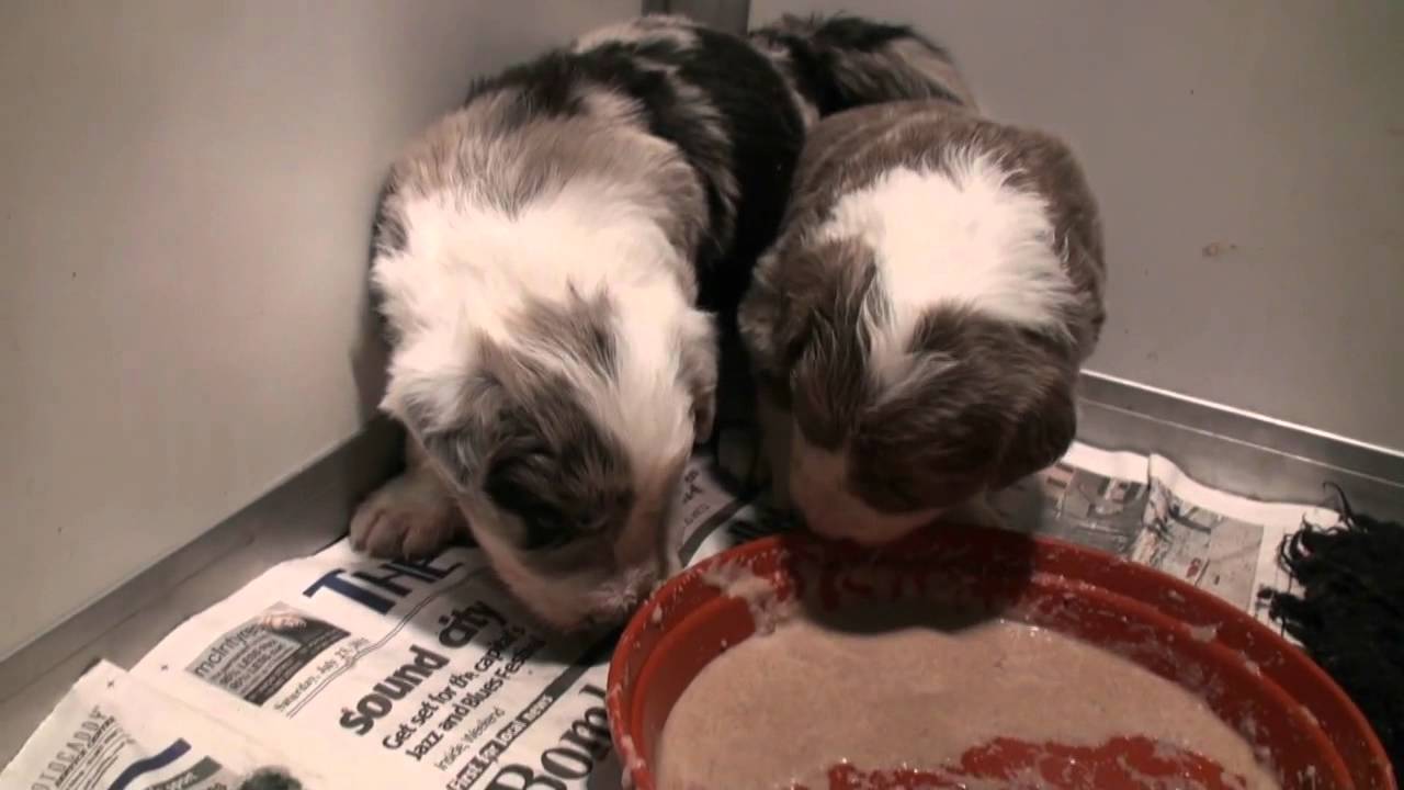Puppy Food, glorious food.avi