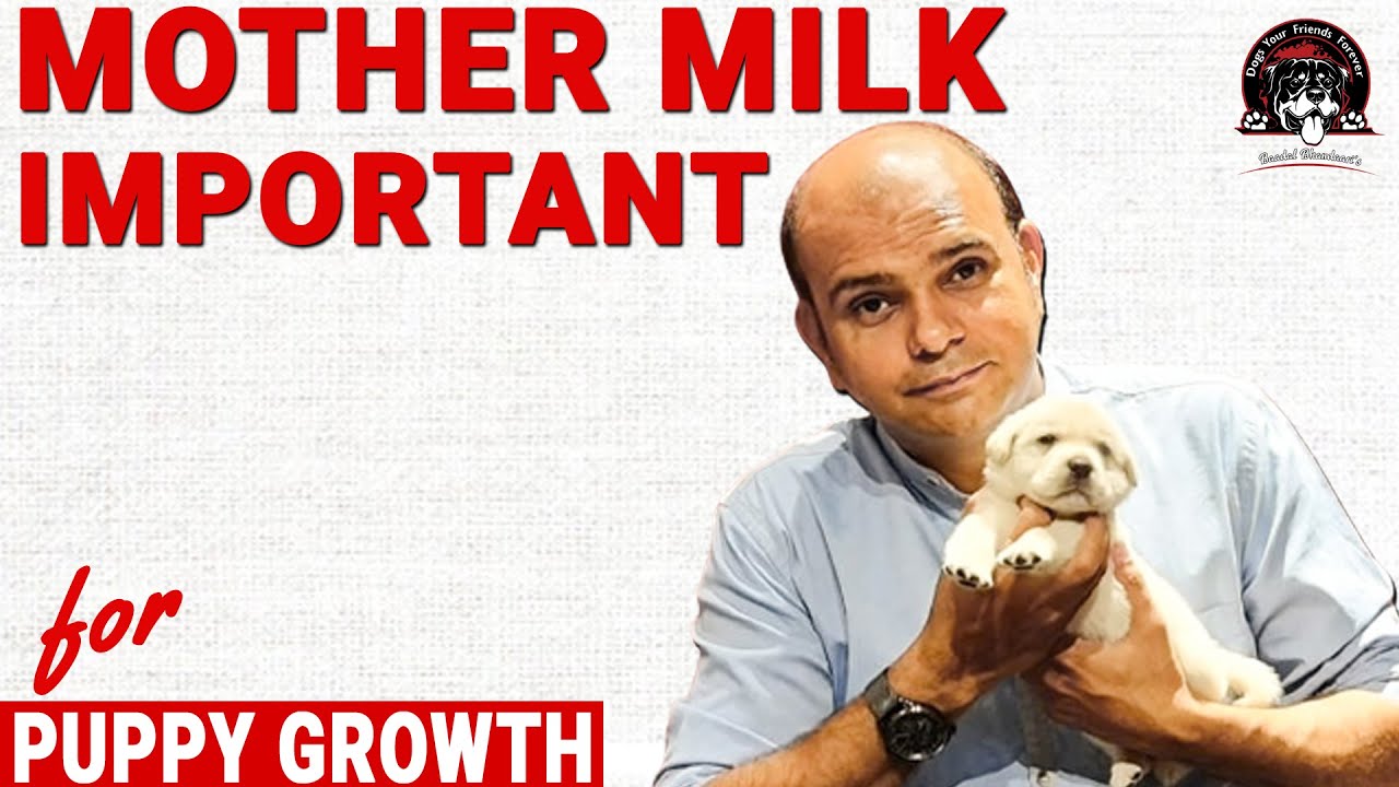 Puppy Growth - Importance Of Mother Milk (Colostrum) How To Care NEWBORN Puppy | Baadal Bhandaari