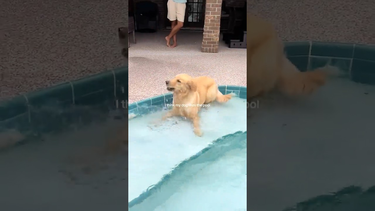 Puppy Plays In Pool For The First Time!