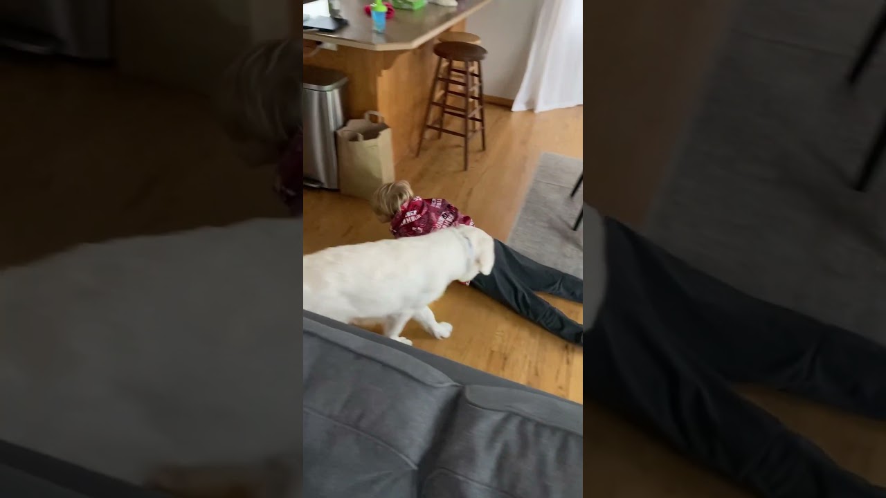 Puppy Pulls Kids’ Pants Down #kids #pets #petshorts #funny #puppy #dog