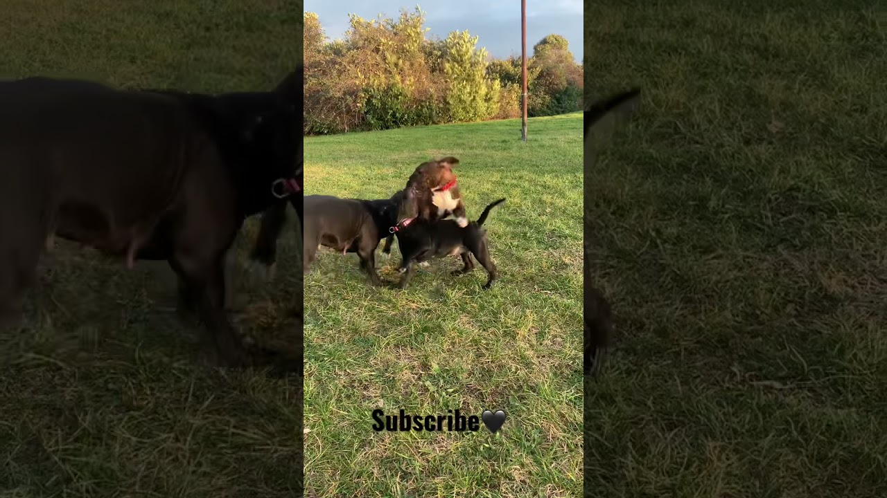 PUPPY STAFFY VS PUPPY BULL TERRIER #staffordshirebullterrier #bullterrier