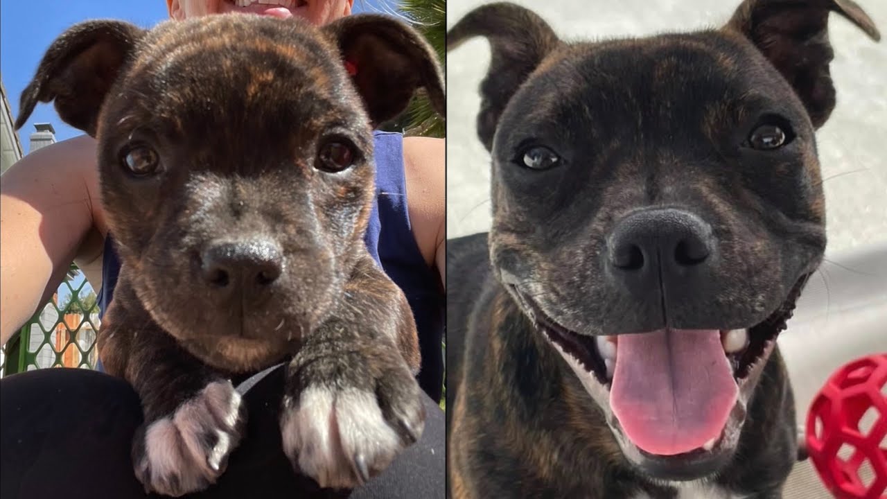 Puppyhood in 365 days: A Staffy Puppy grows up!
