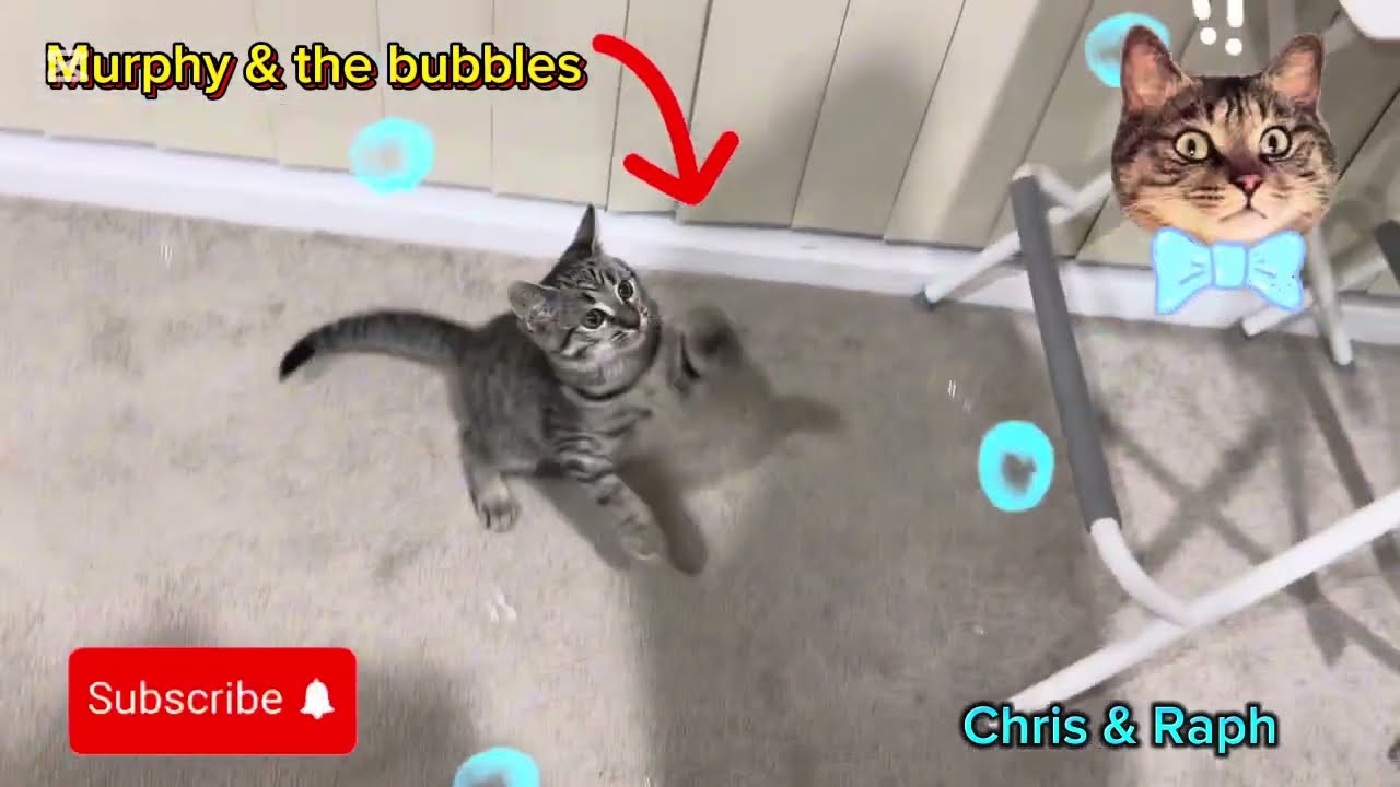 Purr-fect day for Murphy with the bubbles 🫧🫧