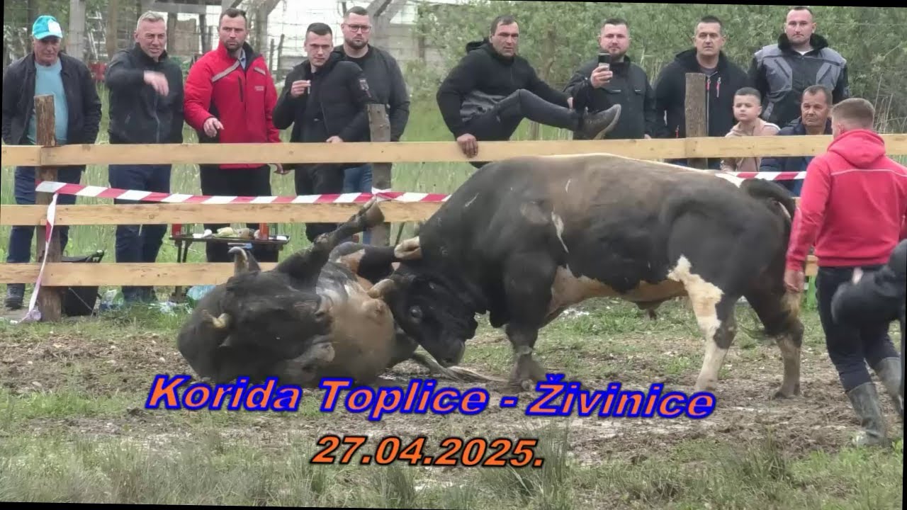 Putalj & Jelenko udarna borba bikova sa koride Toplice - Žininice 2025.